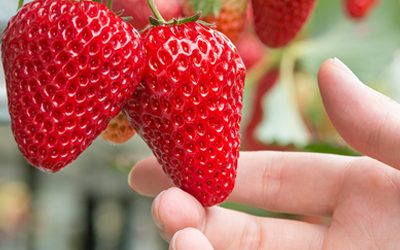 Elektriciteitsverbruik van een Indoor Verticale Aardbeienboerderij