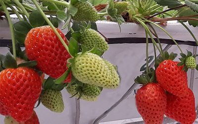 Indoor Verticale Aardbeien Farms